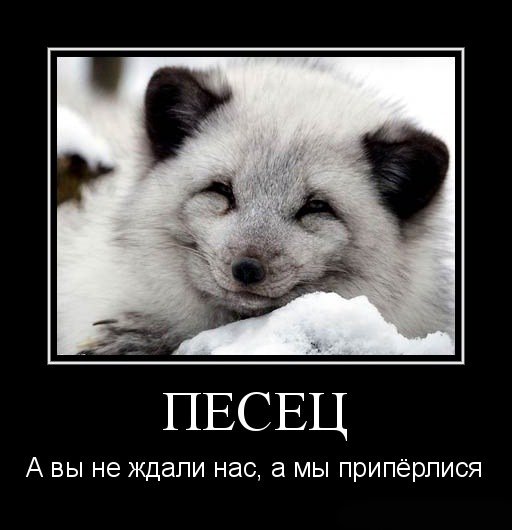 Песец демотиваторы