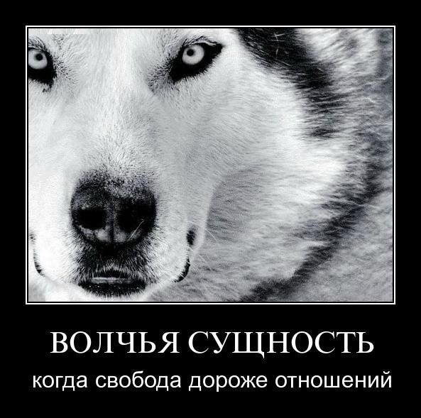 Волки мотиваторы