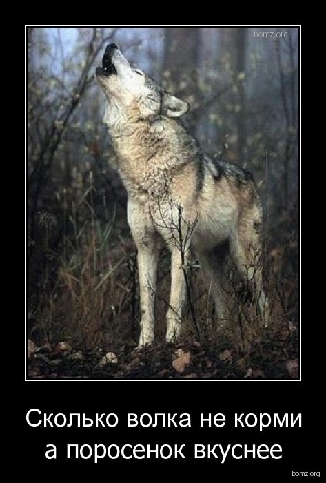 Пословица волки сыты овцы целы