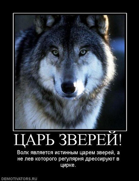 Цитаты волка