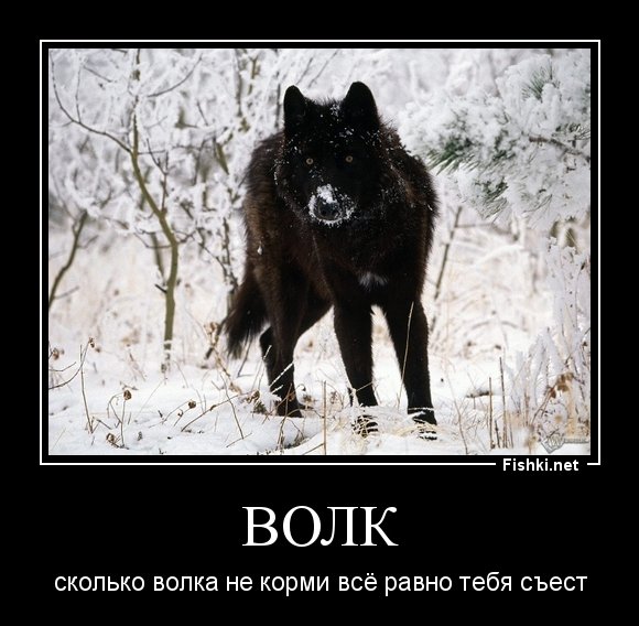 Демотиваторы с волками смешные