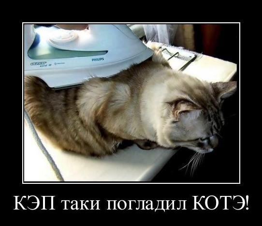 Кот Манул с человеком