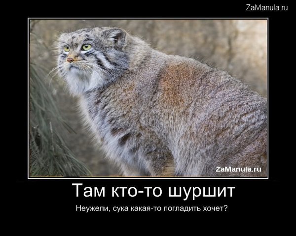 Демотиватор погладь кота (47 фото)