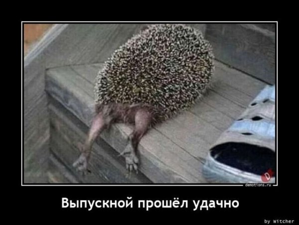 Демотиваторы приколы