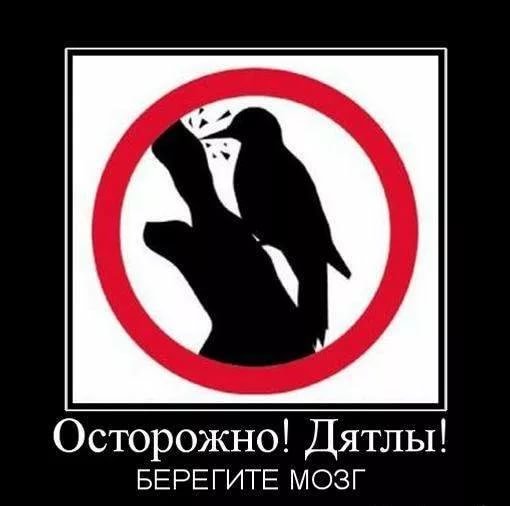 Дятел смешной