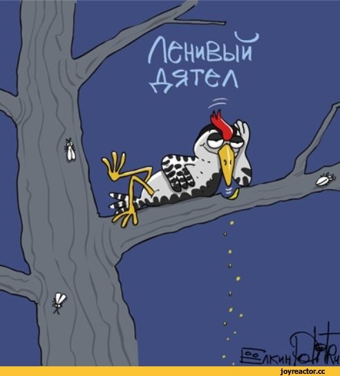 Дятел смешной