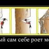 Почему дятлы долго не живут