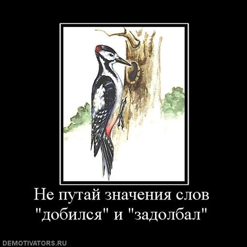 Тупой дятел