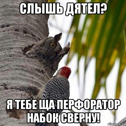 Я тебе сейчас перфоратор сломаю
