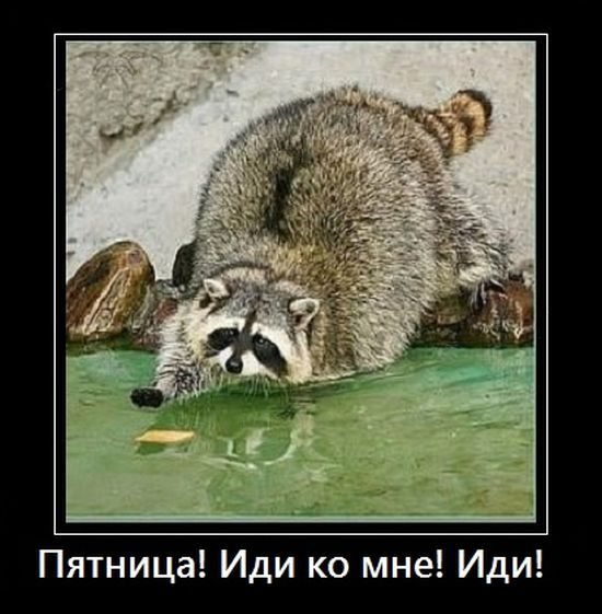 Енот и печенька