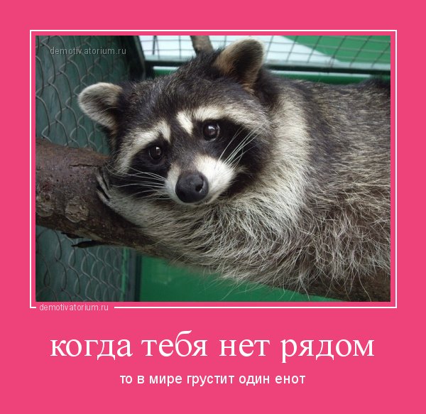 Енот скучает
