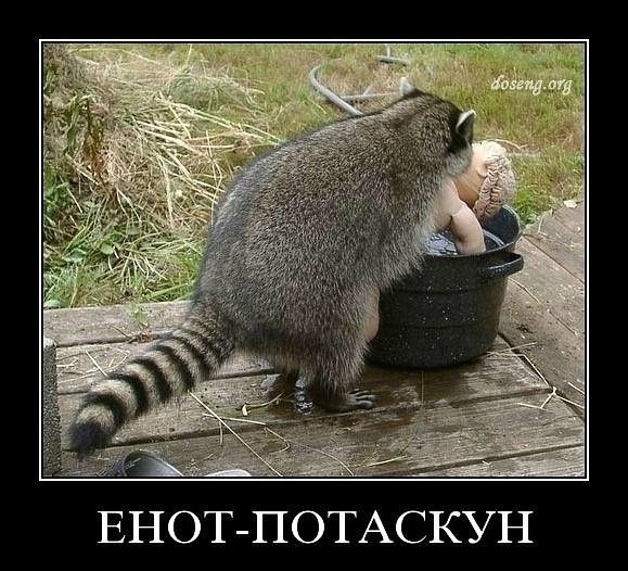 Шутки про енота