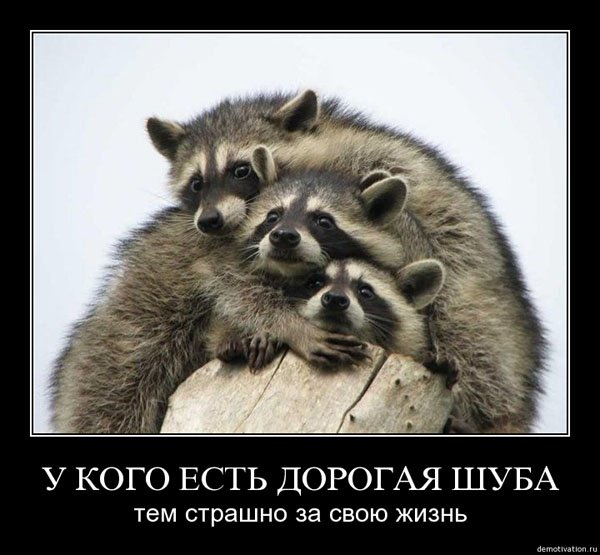 Енот мотиватор