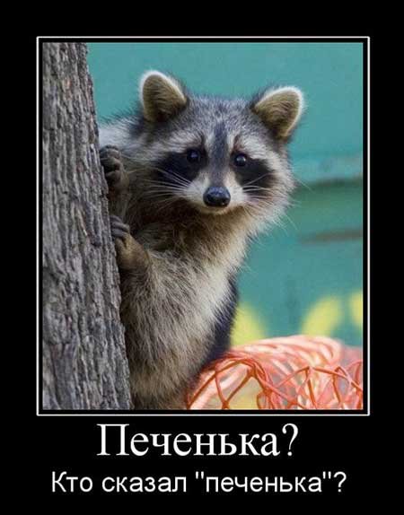 Енот демотиватор