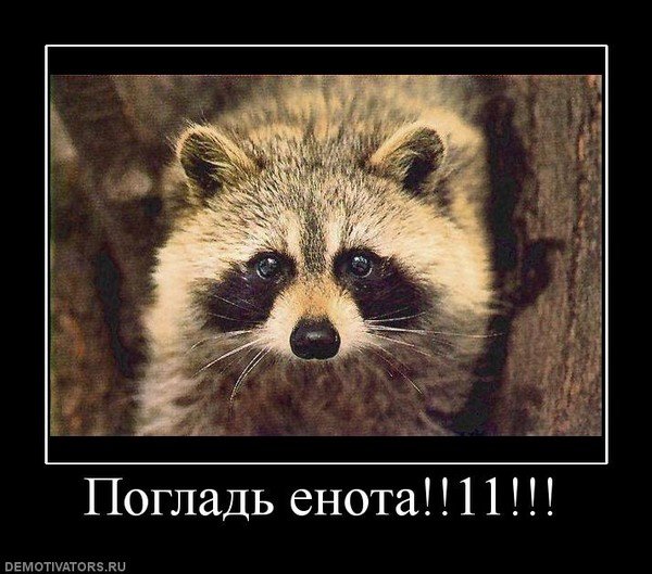 Демотиватор енот потаскун