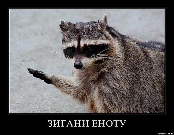 Зигующий енот