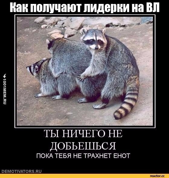 Енот спаривание