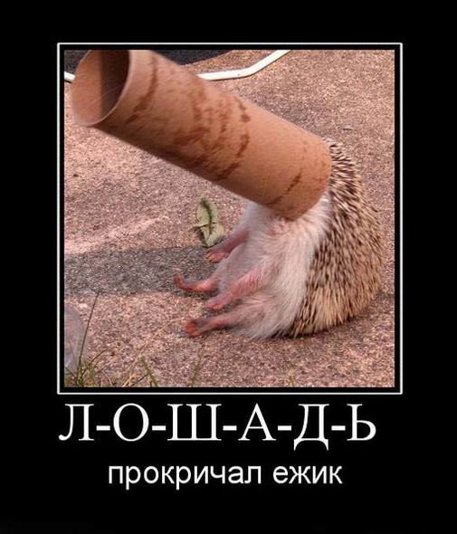 Ежи демотиваторы