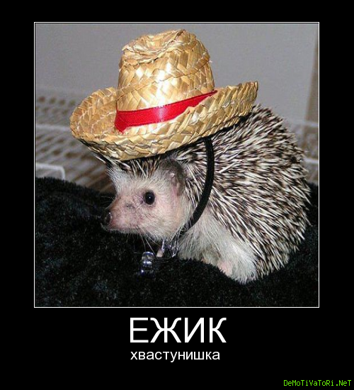 Демотиваторы с ежиками