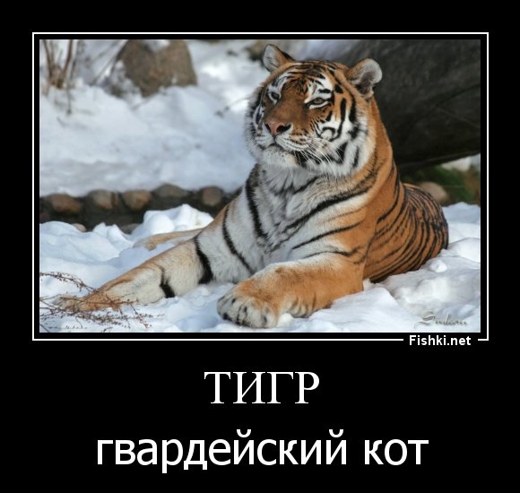 Тигр демотиватор