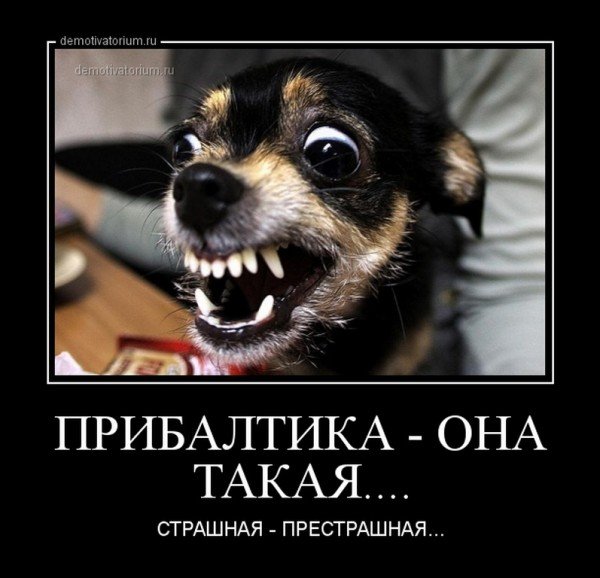 Прибалтика шавки