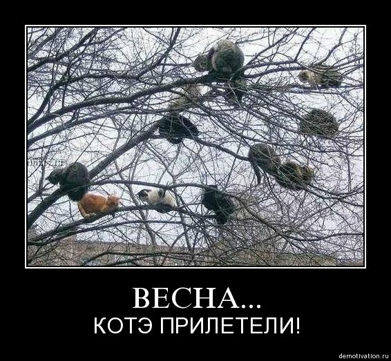Коты прилетели прикол