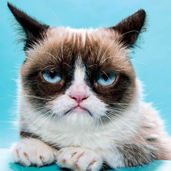 Кот Grumpy