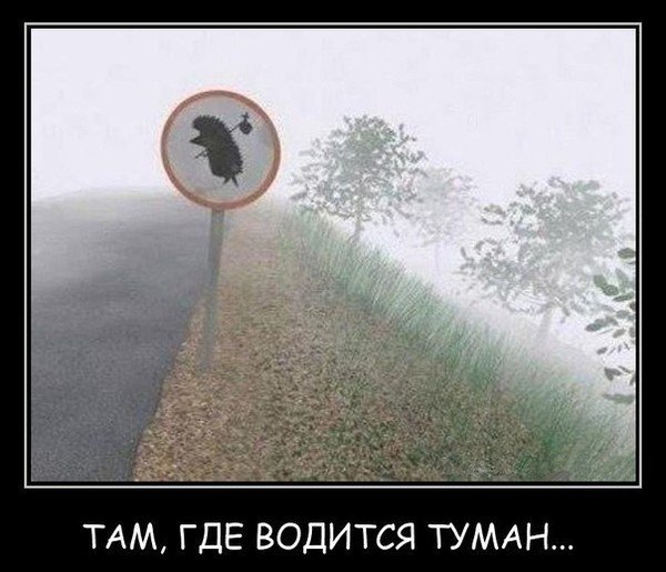 Ежик в тумане юмор