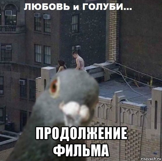 Любовь и голуби мемы