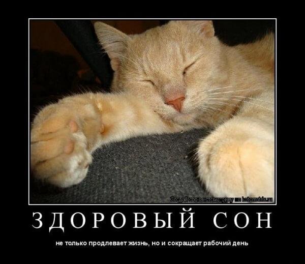 Смешные картинки про сон