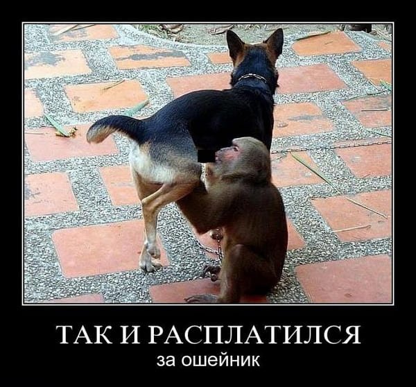 Прикольные демотиваторы с животными