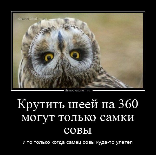 Сова демотиватор
