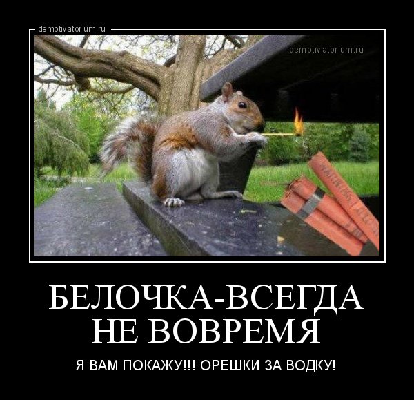 Белочка демотиватор
