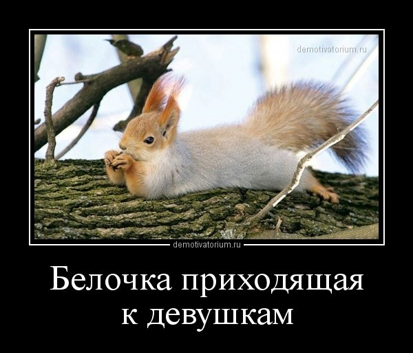 Демотиваторы с белками