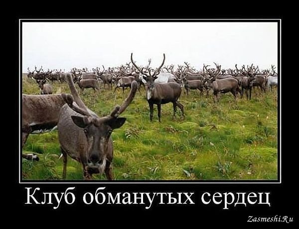 Смешные шутки про оленей