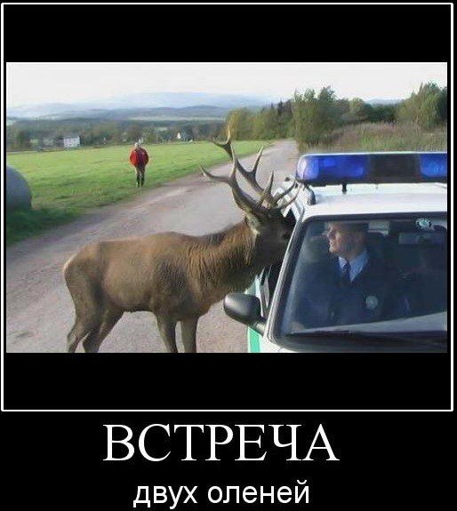 Олень демотиватор