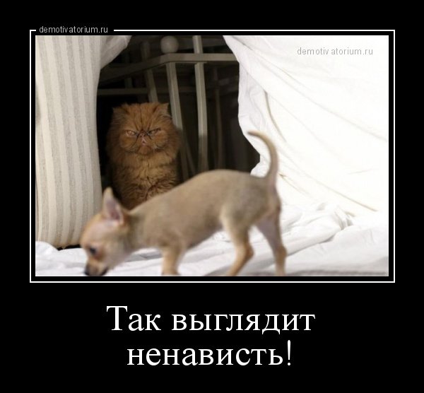 Приколы про ненависть