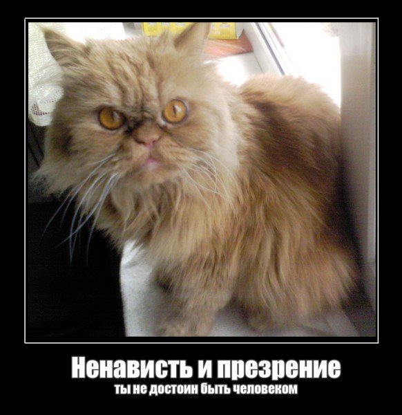 Презрение кошки