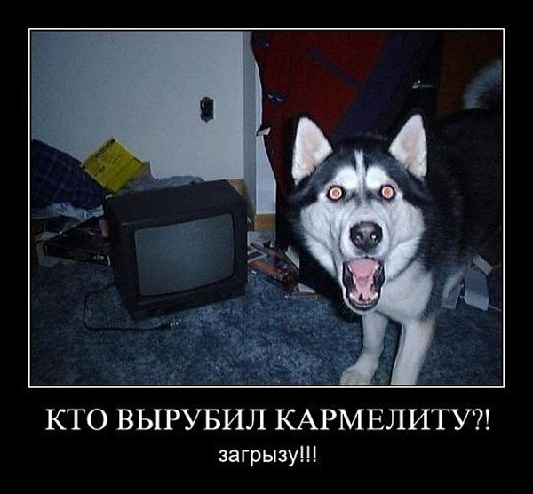 Смешные демотиваторы с хаски