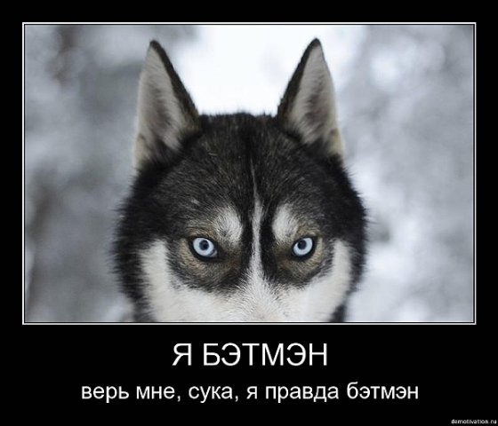 Хаски демотиватор