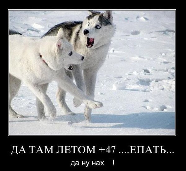 Волки мотиваторы