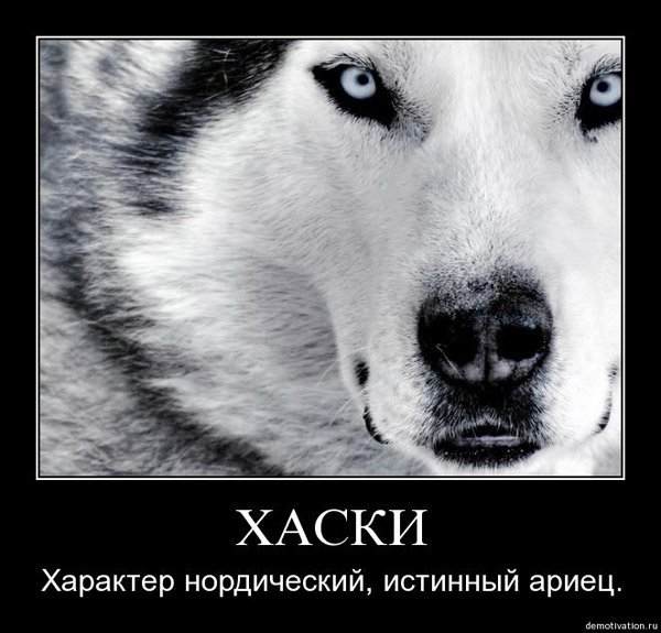 Собака мир спасака