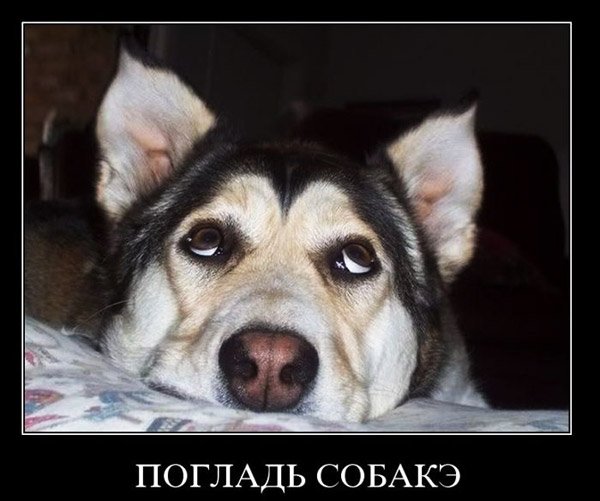 Смешные демотиваторы с хаски