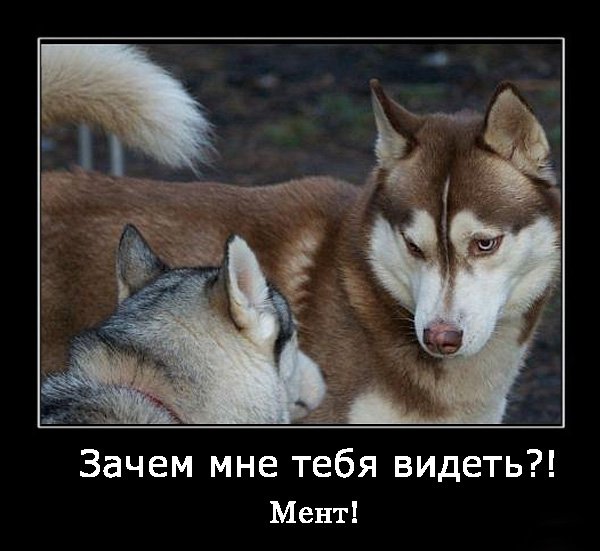Смешные демотиваторы с хаски