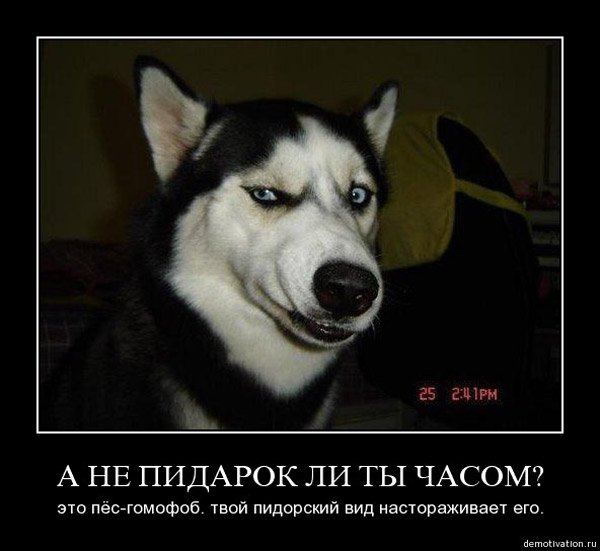 Смешные демотиваторы с хаски