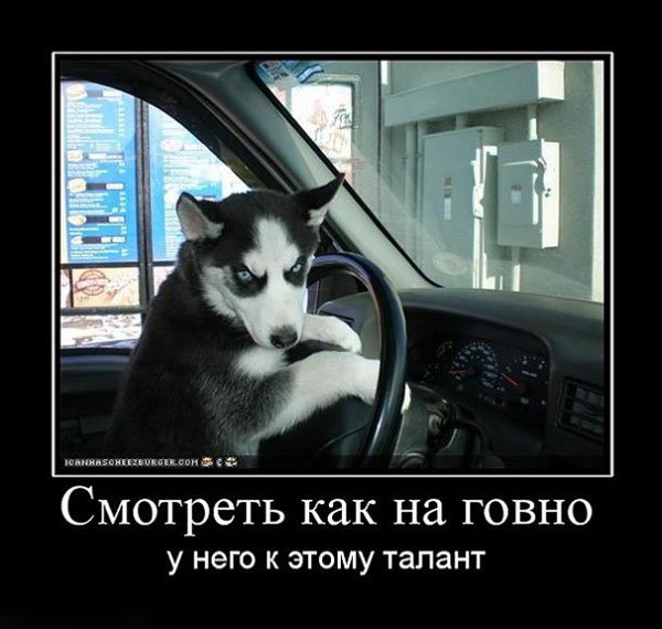 Приколы про хасок