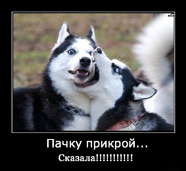 Смешная картинка для поднятия настроения