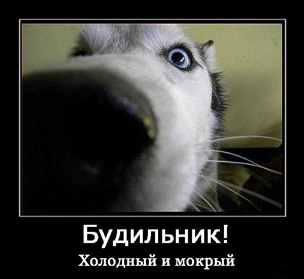 Хаски демотиватор