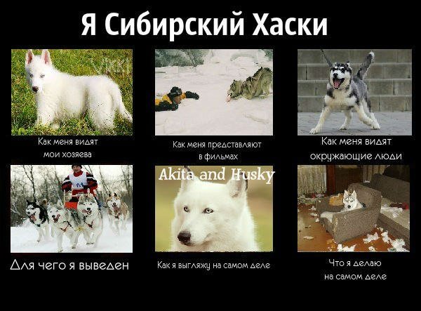 Демотиваторы про новый год