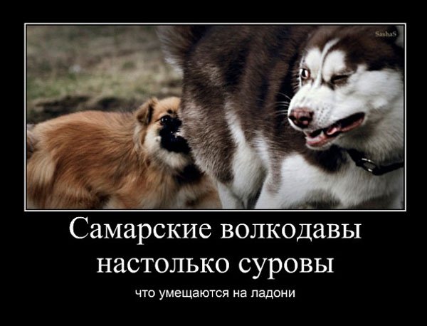Пятилапая собака пиздец